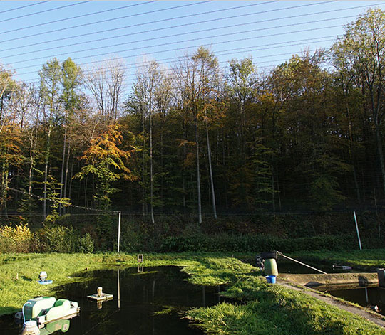 Naturteich der Forellenzucht Dettmeyer