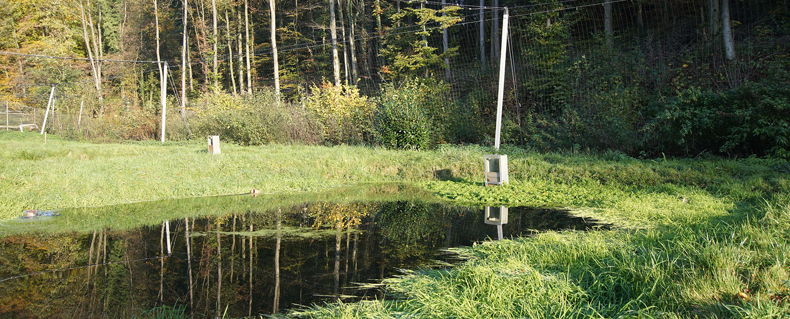 Frische Forellen aus dem Teutoburger Wald